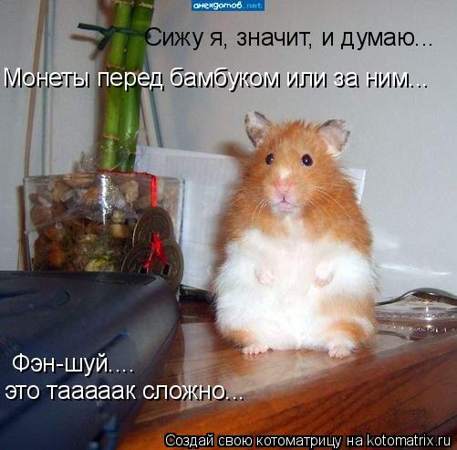 Сижу я, значит, и думаю... Монеты перед бамбуком или за ним... Фэн-шуй.... это тааааак сложно...... Котоматрица: Сижу я, значит, и думаю... Монеты перед бамбуком или за ним... Фэн-шуй.... это тааааак сложно...
