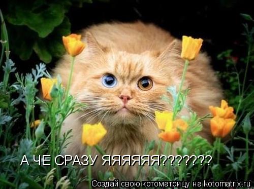 А ЧЕ СРАЗУ ЯЯЯЯЯЯ???????... Котоматрица: А ЧЕ СРАЗУ ЯЯЯЯЯЯ???????