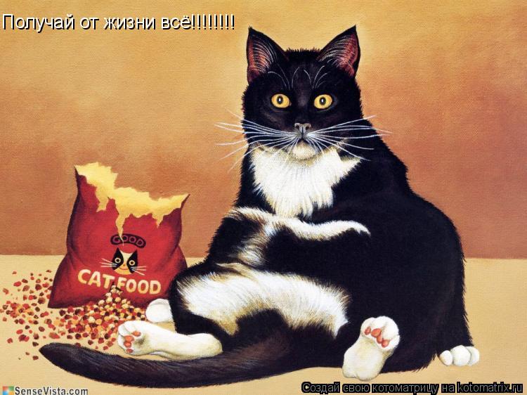 Получай от жизни всё!!!!!!!!... Котоматрица: Получай от жизни всё!!!!!!!!