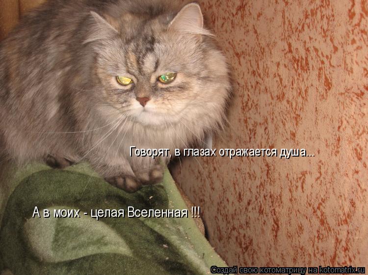 Говорят, в глазах отражается душа... А в моих - целая Вселенная !!!... Котоматрица: Говорят, в глазах отражается душа... А в моих - целая Вселенная !!!