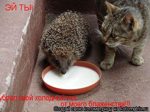 ЭЙ ТЫ! убрал свой холодный нос ... от моего блаженства!!!... Котоматрица: ЭЙ ТЫ! убрал свой холодный нос ... от моего блаженства!!!