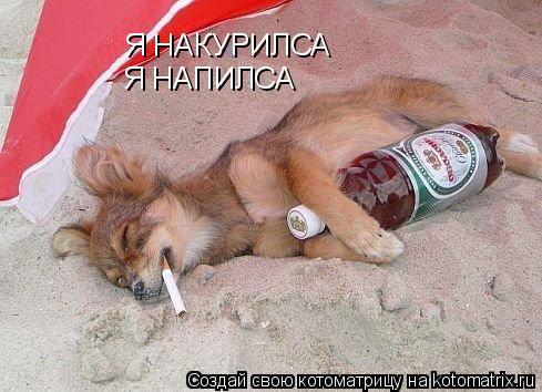 Я НАКУРИЛСА Я НАПИЛСА... Котоматрица: Я НАКУРИЛСА Я НАПИЛСА