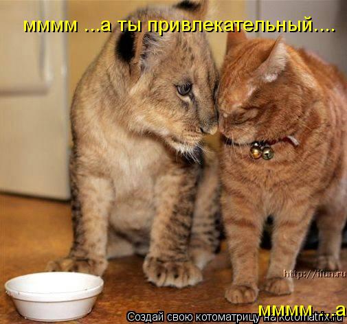 мммм ...а ты привлекательный.... мммм ...а ты привлекательный....... Котоматрица: мммм ...а ты привлекательный.... мммм ...а ты привлекательный....