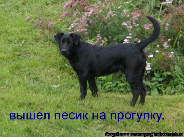вышел песик на прогулку.... Котоматрица: вышел песик на прогулку.