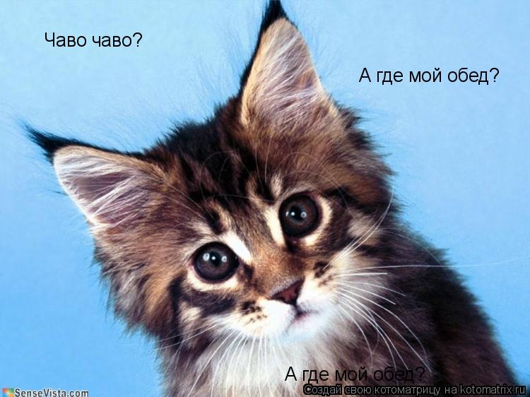 Чаво чаво? А где мой обед? А где мой обед?... Котоматрица: Чаво чаво? А где мой обед? А где мой обед?