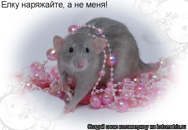 Елку наряжайте, а не меня!... Котоматрица: Елку наряжайте, а не меня!