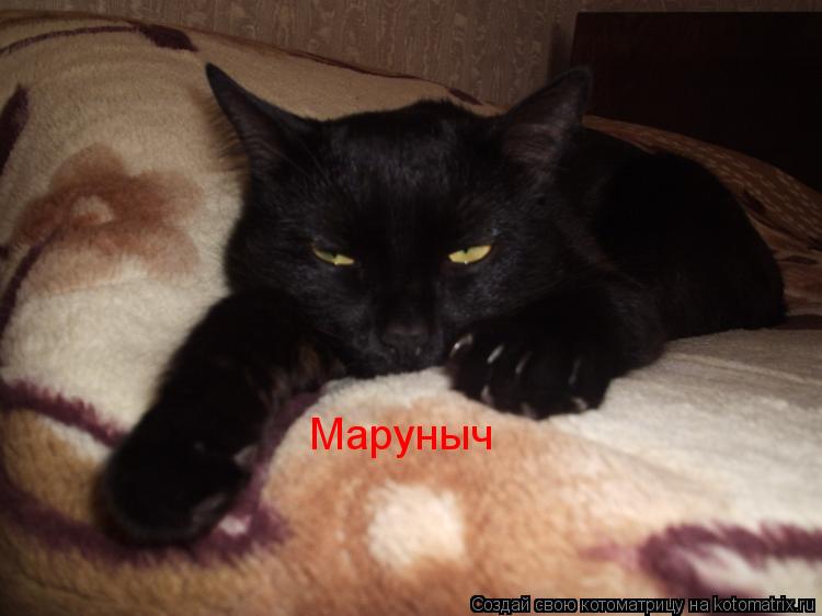 Маруныч... Котоматрица: Маруныч