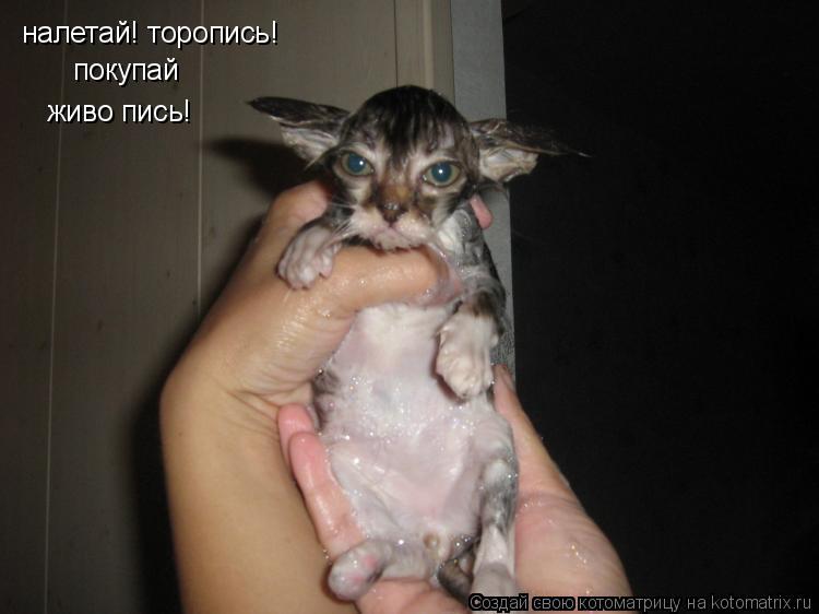 налетай! торопись! покупай живо пись!... Котоматрица: налетай! торопись! покупай живо пись!