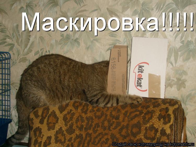 Маскировка!!!!!... Котоматрица: Маскировка!!!!!