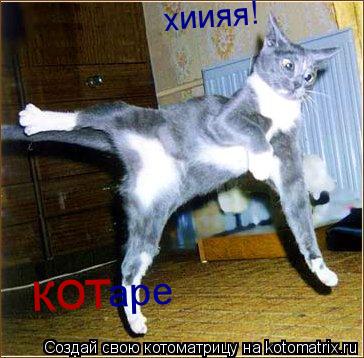 хиияя! кот аре... Котоматрица: хиияя! кот аре