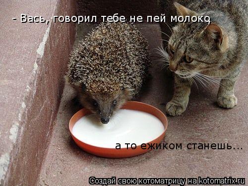 - Вась, говорил тебе не пей молоко , а то ежиком станешь...... Котоматрица: - Вась, говорил тебе не пей молоко , а то ежиком станешь...