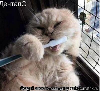 ДенталС... Котоматрица: ДенталС