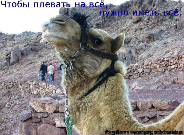 Чтобы плевать на всё, нужно иметь всё.... Котоматрица: Чтобы плевать на всё, нужно иметь всё.