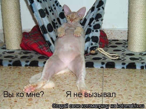 Вы ко мне? Я не вызывал... Котоматрица: Вы ко мне? Я не вызывал