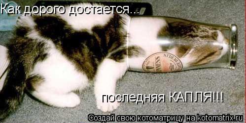 Как дорого достается... последняя КАПЛЯ!!!... Котоматрица: Как дорого достается... последняя КАПЛЯ!!!