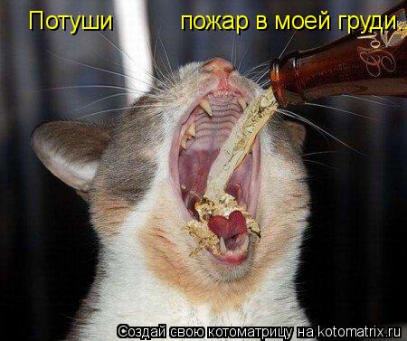 Потуши пожар в моей груди...... Котоматрица: Потуши пожар в моей груди...