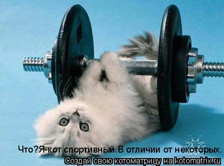 Что?Я-кот спортивный.В отличии от некоторых.... Котоматрица: Что?Я-кот спортивный.В отличии от некоторых.