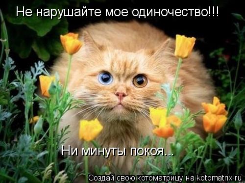 Не нарушайте мое одиночество!!! Ни минуты покоя...... Котоматрица: Не нарушайте мое одиночество!!! Ни минуты покоя...