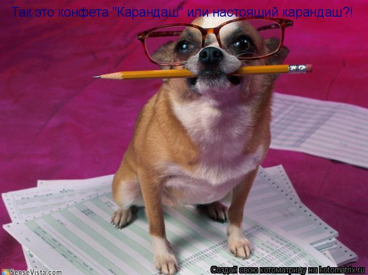 Так это конфета "Карандаш" или настоящий карандаш?!... Котоматрица: Так это конфета "Карандаш" или настоящий карандаш?!