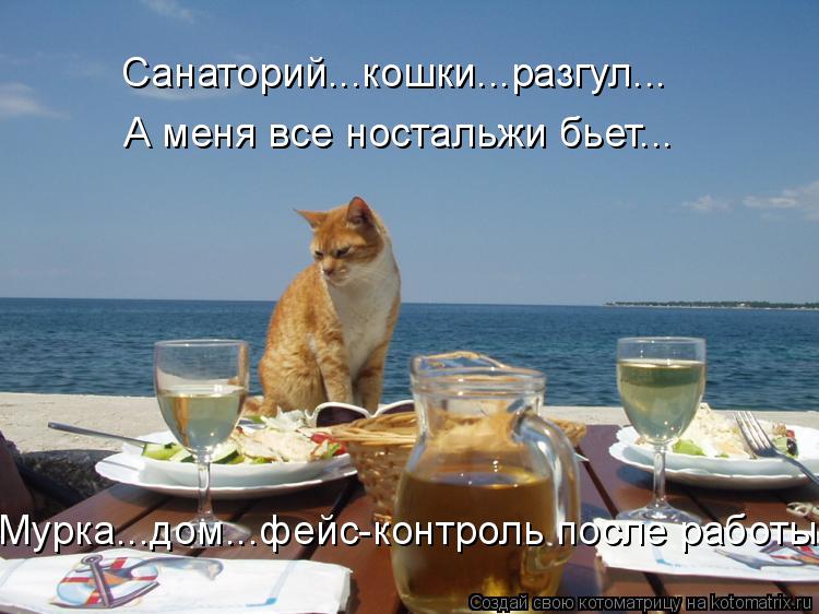 Санаторий...кошки...разгул... А меня все ностальжи бьет... Мурка...дом...фейс-контроль после работы..... Котоматрица: Санаторий...кошки...разгул... А меня все ностальжи бьет... Мурка...дом...фейс-контроль после работы...