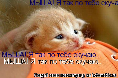 МЫША! Я так по тебе скучаю.. МЫША! Я так по тебе скучаю.. МЫША! Я так по тебе скучаю..... Котоматрица: МЫША! Я так по тебе скучаю.. МЫША! Я так по тебе скучаю.. МЫША! Я так по тебе скучаю..