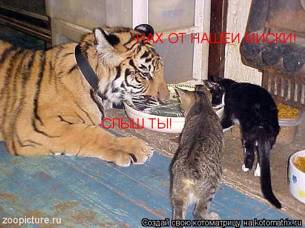 -СЛЫШ ТЫ! -НАХ ОТ НАШЕИ МИСКИ!... Котоматрица: -СЛЫШ ТЫ! -НАХ ОТ НАШЕИ МИСКИ!
