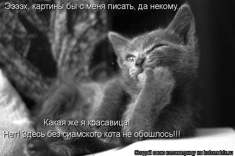 Котоматрица: Нет! Здесь без сиамского кота не обошлось!!!   Какая же я красавица!