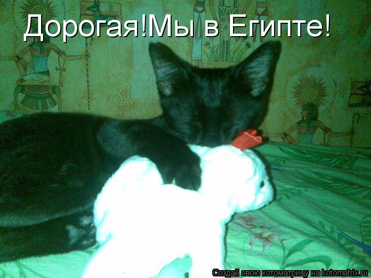 Дорогая!Мы в Египте!... Котоматрица: Дорогая!Мы в Египте!