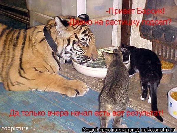 -Привет Барсик! -Давно на растишку подсел? Да,только вчера начал есть вот результат!... Котоматрица: -Привет Барсик! -Давно на растишку подсел? Да,только вчера начал есть вот результат!