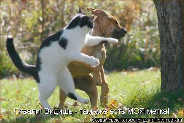 Отвали! Видишь - там уже есть МОЯ метка!... Котоматрица: Отвали! Видишь - там уже есть МОЯ метка!