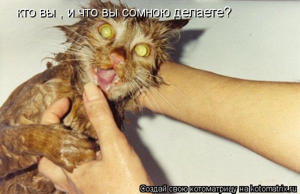 кто вы , и что вы сомною делаете?... Котоматрица: кто вы , и что вы сомною делаете?