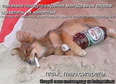 ...пляж, пиво,сигареты. признаки придупреждения минздравом людям сказались на животных поэтому от обы... Котоматрица: ...пляж, пиво,сигареты. признаки придупреждения минздравом людям сказались на животных поэтому от обычных животных их можно отличить по при