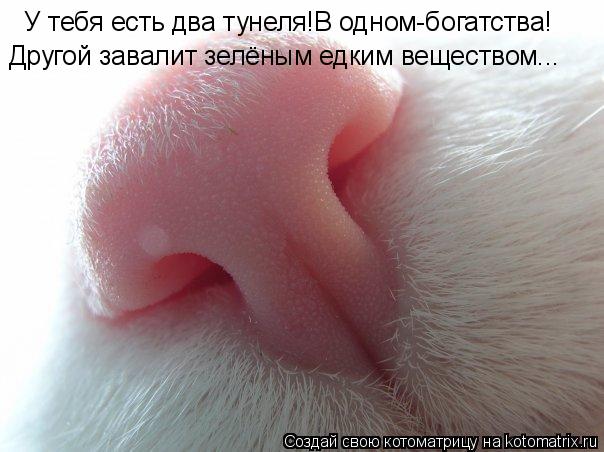 У тебя есть два тунеля!В одном-богатства! Другой завалит зелёным едким веществом...... Котоматрица: У тебя есть два тунеля!В одном-богатства! Другой завалит зелёным едким веществом...