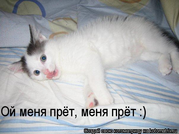 Ой меня прёт, меня прёт :)... Котоматрица: Ой меня прёт, меня прёт :)