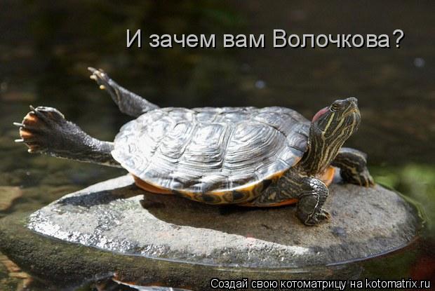 И зачем вам Волочкова?... Котоматрица: И зачем вам Волочкова?