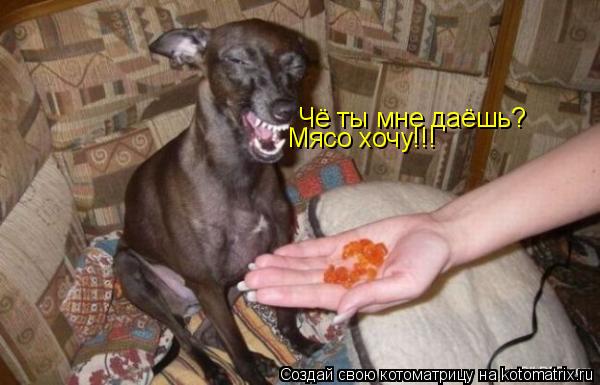 Чё ты мне даёшь? Мясо хочу!!!... Котоматрица: Чё ты мне даёшь? Мясо хочу!!!