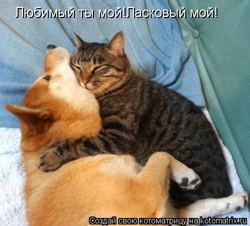 Любимый ты мой!Ласковый мой!... Котоматрица: Любимый ты мой!Ласковый мой!