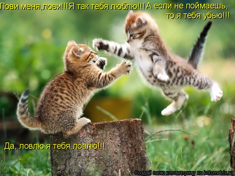 А если не поймаешь, Да, ловлю я тебя,ловлю!!! то я тебя убью!!! Лови меня,лови!!!Я так тебя люблю!!!... Котоматрица: А если не поймаешь, Да, ловлю я тебя,ловлю!!! то я тебя убью!!! Лови меня,лови!!!Я так тебя люблю!!!