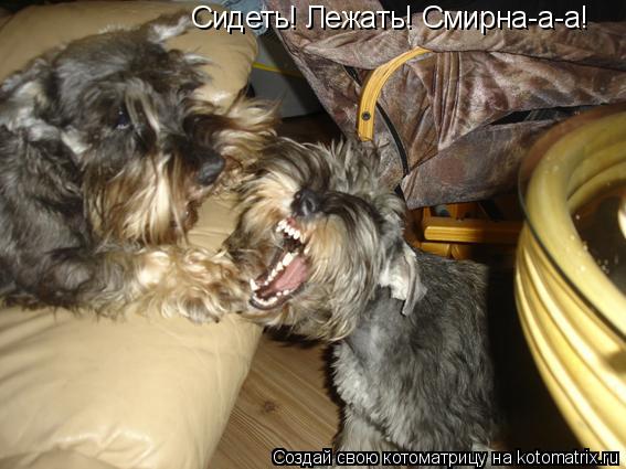 Сидеть! Лежать! Смирна-а-а!... Котоматрица: Сидеть! Лежать! Смирна-а-а!