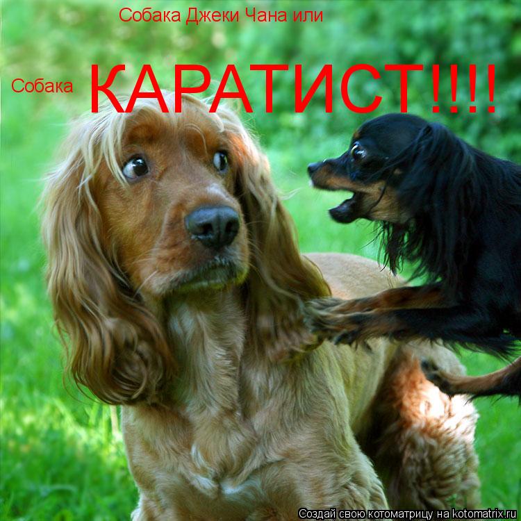 Собака Джеки Чана или Собака КАРАТИСТ!!!!... Котоматрица: Собака Джеки Чана или Собака КАРАТИСТ!!!!