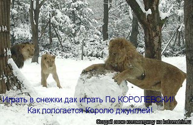 Играть в снежки дак играть По КОРОЛЕВСКИ! Как пологается Королю джунглей!... Котоматрица: Играть в снежки дак играть По КОРОЛЕВСКИ! Как пологается Королю джунглей!