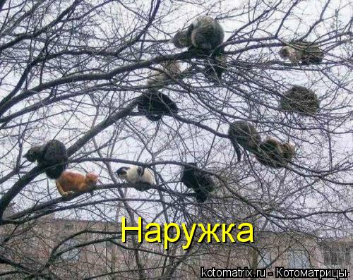 Наружка... Котоматрица: Наружка