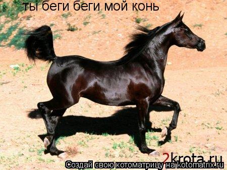 ты беги беги мой конь... Котоматрица: ты беги беги мой конь