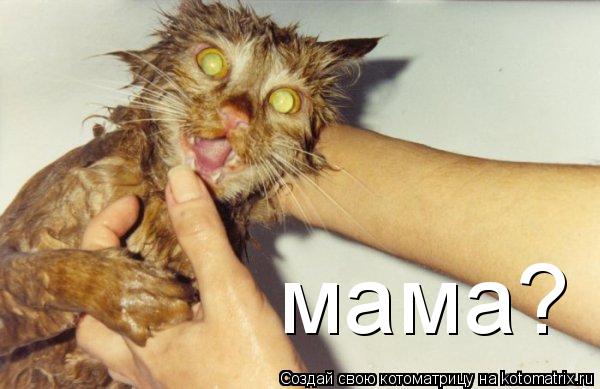 мама?... Котоматрица: мама?
