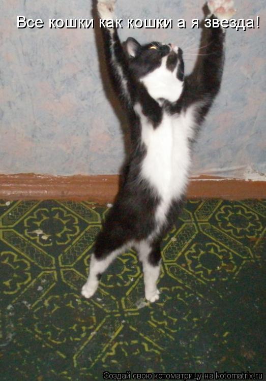Все кошки как кошки а я звезда!... Котоматрица: Все кошки как кошки а я звезда!