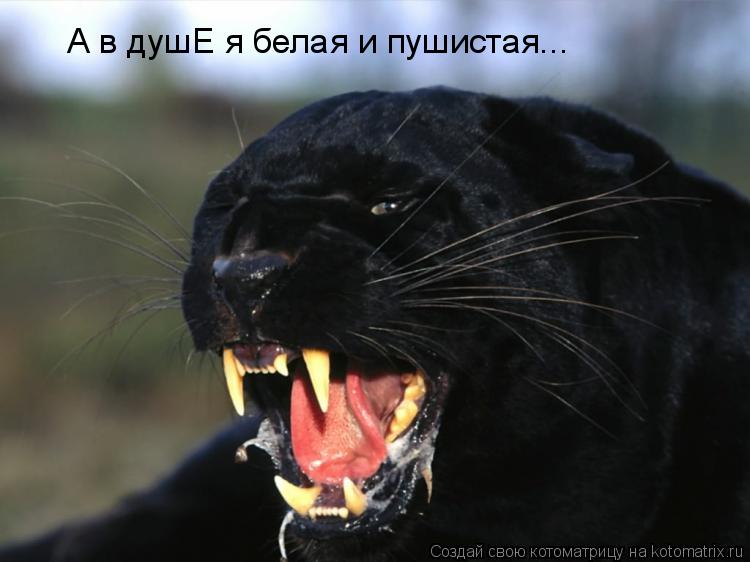 А в душЕ я белая и пушистая...... Котоматрица: А в душЕ я белая и пушистая...