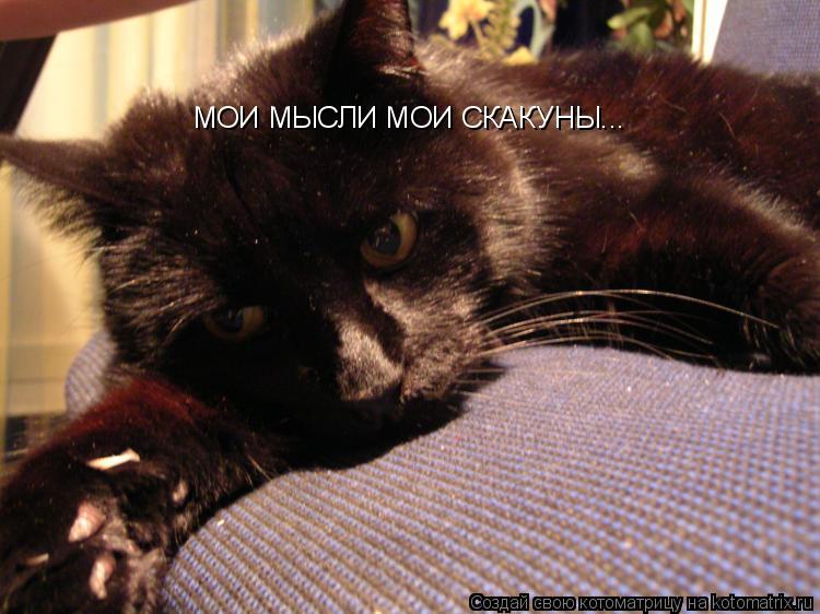 МОИ МЫСЛИ МОИ СКАКУНЫ...... Котоматрица: МОИ МЫСЛИ МОИ СКАКУНЫ...