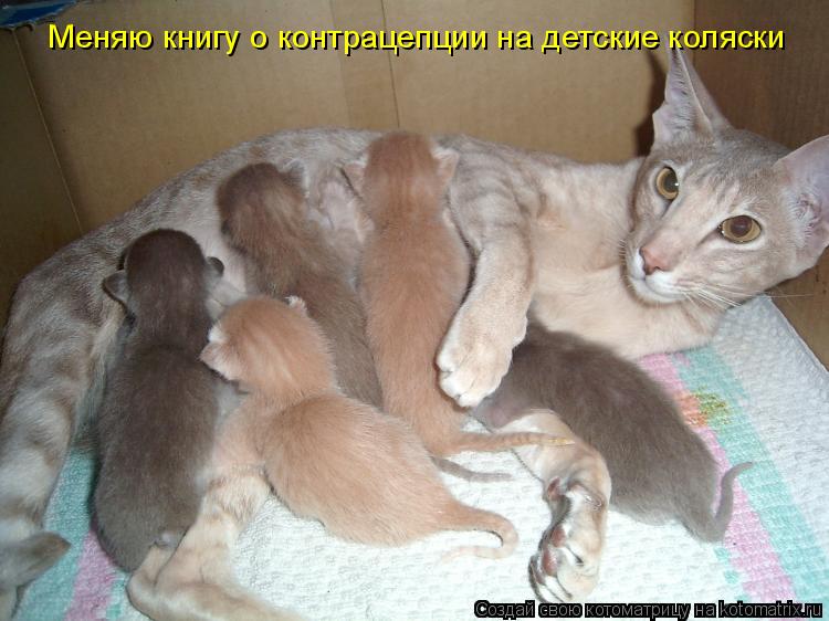 Меняю книгу о контрацепции на детские коляски... Котоматрица: Меняю книгу о контрацепции на детские коляски