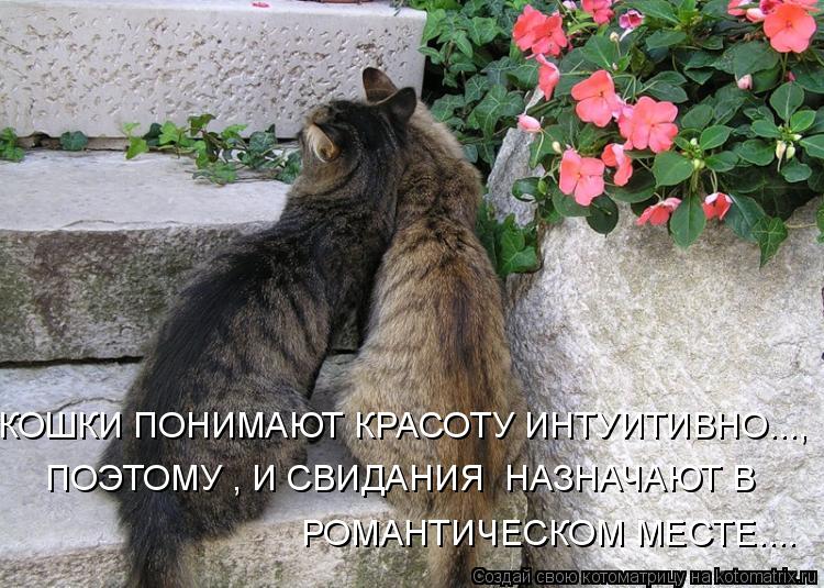 КОШКИ ПОНИМАЮТ КРАСОТУ ИНТУИТИВНО..., ПОЭТОМУ , И СВИДАНИЯ НАЗНАЧАЮТ В РОМАНТИЧЕСКОМ МЕСТЕ....... Котоматрица: КОШКИ ПОНИМАЮТ КРАСОТУ ИНТУИТИВНО..., ПОЭТОМУ , И СВИДАНИЯ НАЗНАЧАЮТ В РОМАНТИЧЕСКОМ МЕСТЕ....