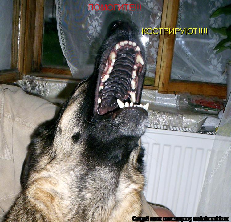 ПОМОГИТЕ!!! КОСТРИРУЮТ!!!!... Котоматрица: ПОМОГИТЕ!!! КОСТРИРУЮТ!!!!